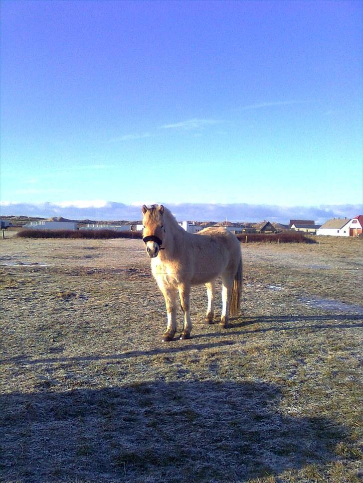 Fjordhest granit kjærgaard  Tidligere hest - Uha det var koldt i vinters billede 11