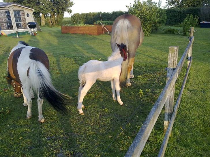 Anden særlig race Coco Star - Jeg hapser dig gør jeg...den hale er bare for fristende ;O) billede 8
