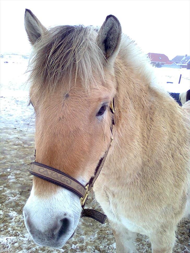 Fjordhest granit kjærgaard  Tidligere hest - Jeg ser sååå forpjusket ud, men så er det godt jeg har en god vinter pels billede 12
