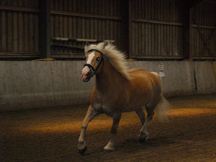 Haflinger Jasper Wandein  billede 12