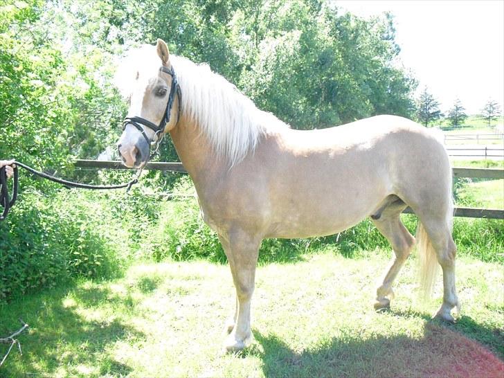 Haflinger Jasper Wandein  billede 15