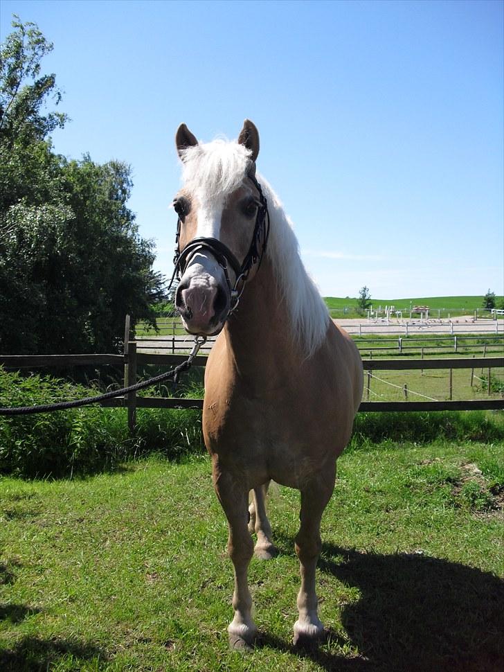 Haflinger Jasper Wandein  billede 16