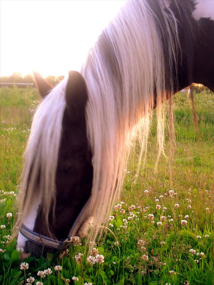 Irish Cob Thessa billede 8