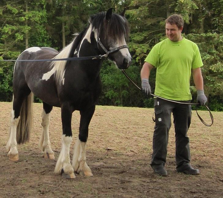 Irish Cob Mr. Pepper  billede 19