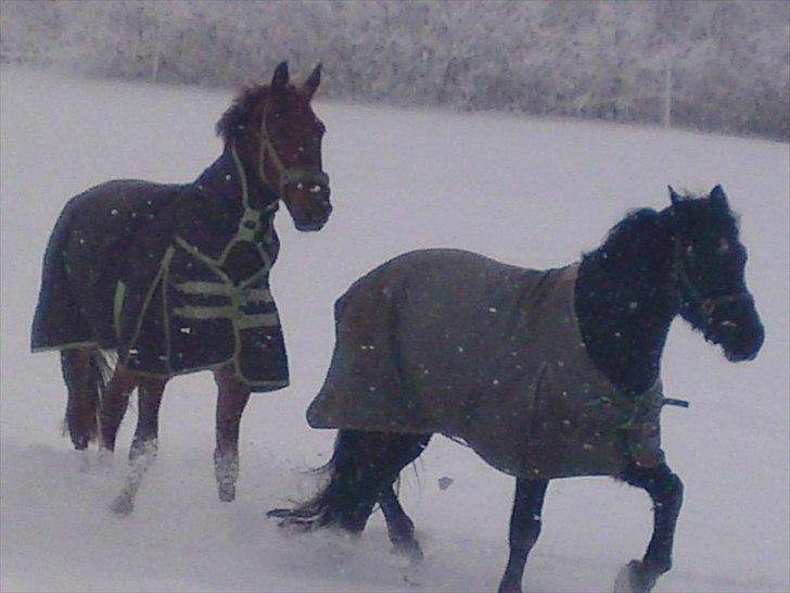 Anden særlig race Andy X-spring pony  - basserne i sneen ;D billede 3