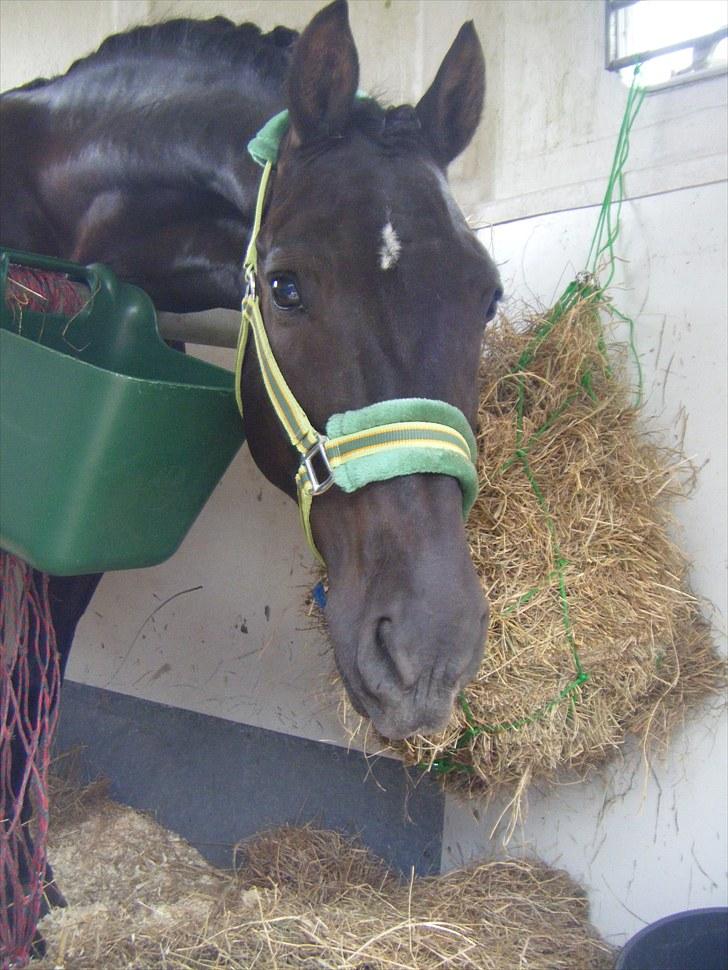 Anden særlig race Andy X-spring pony  - LÆKKER :P billede 8