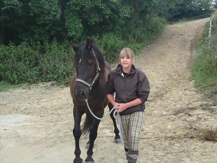 Anden særlig race Andy X-spring pony  - første dag på hestelykken :D billede 11