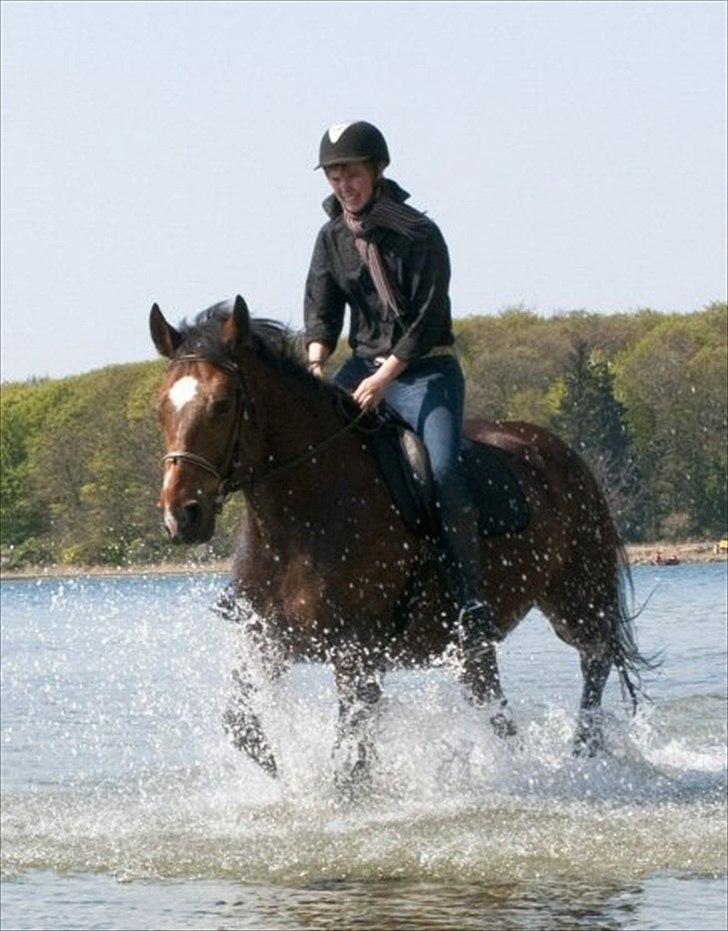 Anden særlig race Bianca *rideskolehest* - Foto: Franco Hansen - April 2011 billede 1