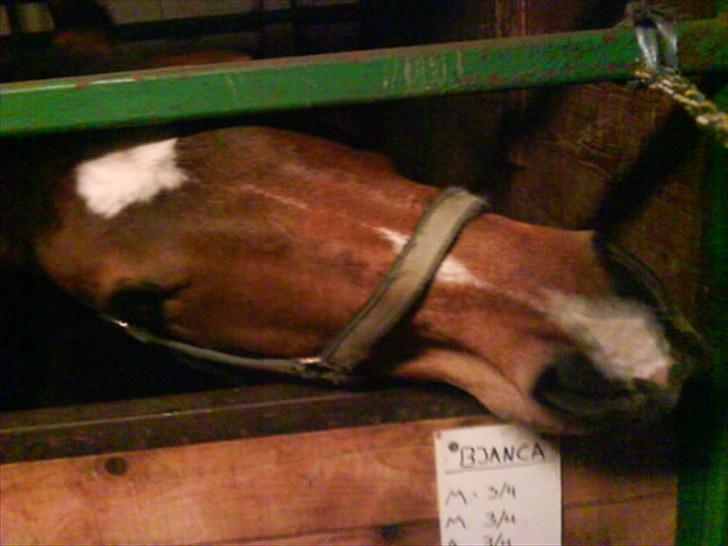 Anden særlig race Bianca *rideskolehest* - Fedterøv XD billede 2