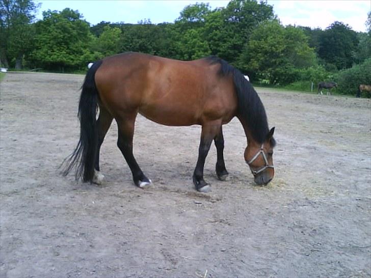 Anden særlig race Bianca *rideskolehest* - På fold efter endt arbejde. Guf! der var en tot hø! billede 3