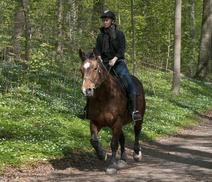 Anden særlig race Bianca *rideskolehest* - Foto: Franco Hansen - April 2011 billede 4