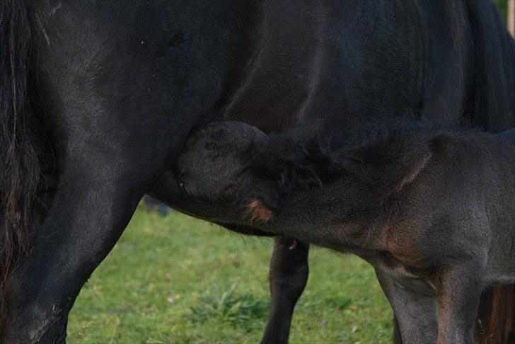 Miniature | Kærslunds La Cato - 3/ Taget d. 21-06-2010
 billede 3