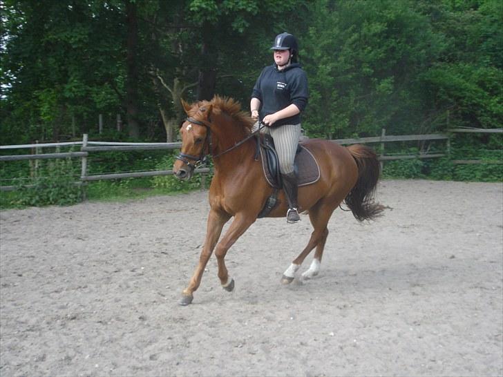 Fuldblod (XX) Malou *RIP* billede 16