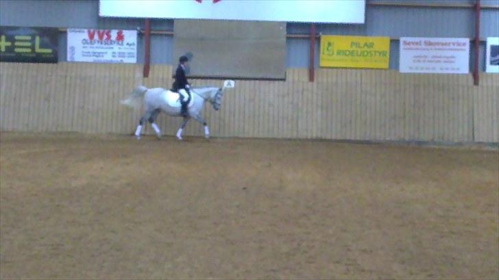 Arabisk fuldblod (OX) *solgt* extream Lady billede 17