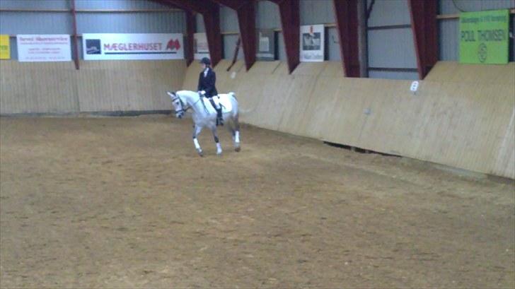 Arabisk fuldblod (OX) *solgt* extream Lady billede 18