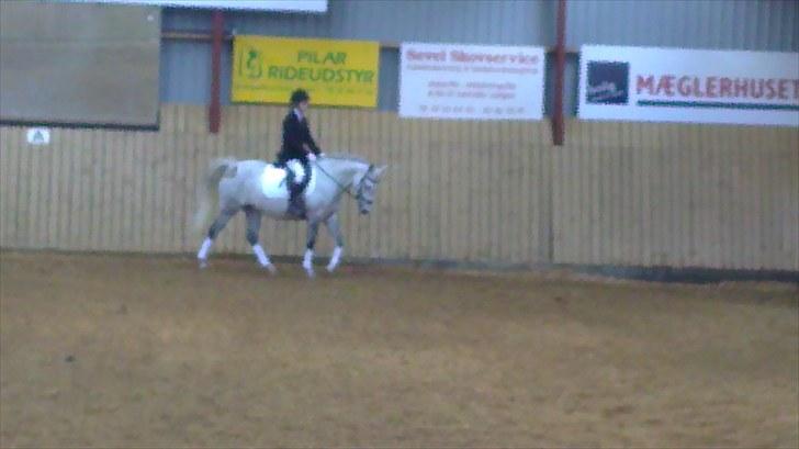 Arabisk fuldblod (OX) *solgt* extream Lady billede 19