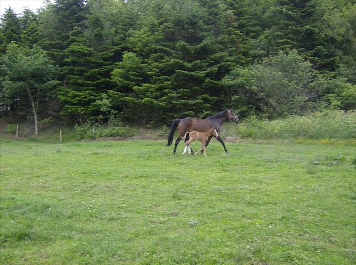 Dansk Varmblod trindbjerggårds lapazio billede 4