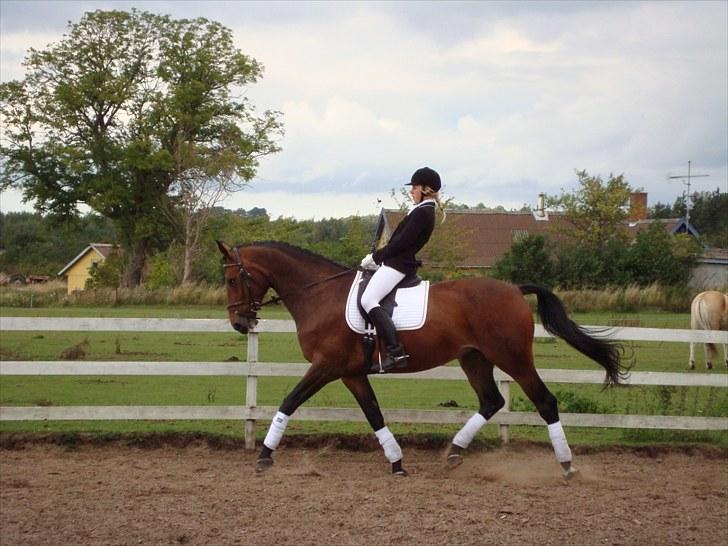 Dansk Varmblod Miss Cuba Xpart - September 2009... Ved godt jeg læner mig for meget tilbage! 2. plads (: billede 13