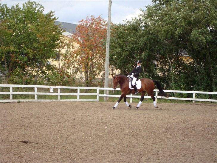 Dansk Varmblod Miss Cuba Xpart - Lc2 <3 billede 14