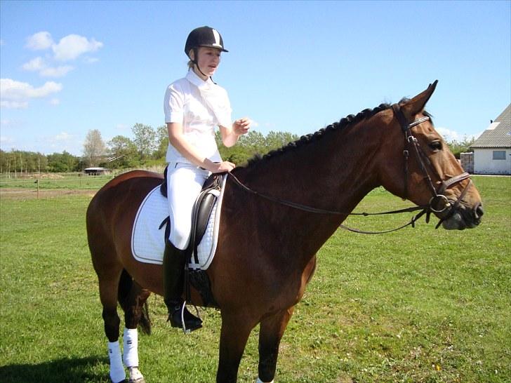 Dansk Varmblod Miss Cuba Xpart - Efter La1 (: billede 15