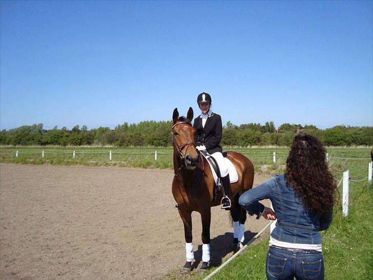 Dansk Varmblod Miss Cuba Xpart - <3 billede 16