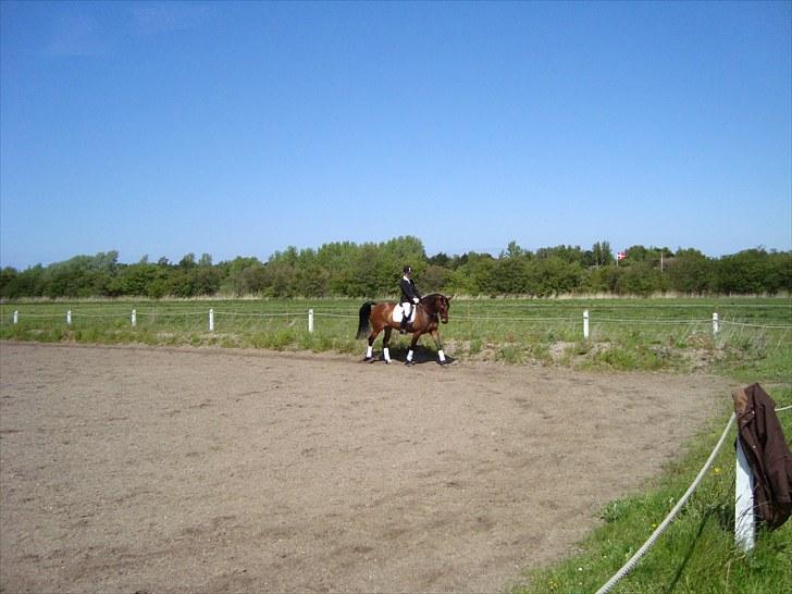 Dansk Varmblod Miss Cuba Xpart - Opvarmning <3 billede 17