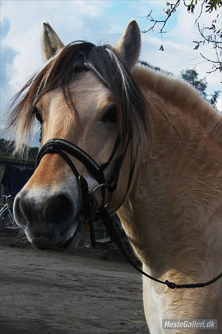 Fjordhest Columbine Bøgely - Foto: Melissa Kamper :D billede 17