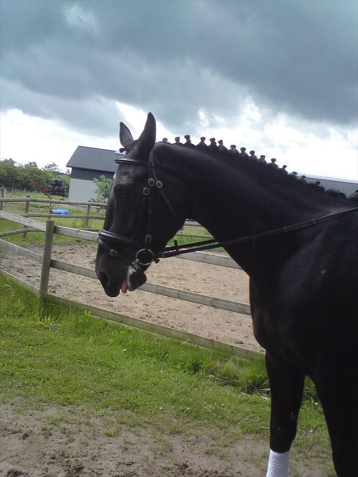 Oldenborg Møllevangs Lucky ( aflivet ) billede 12