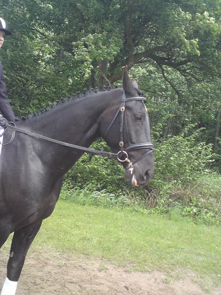 Oldenborg Møllevangs Lucky ( aflivet ) billede 17