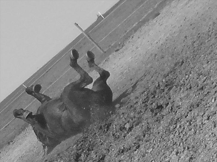 Oldenborg Møllevangs Lucky ( aflivet ) billede 19