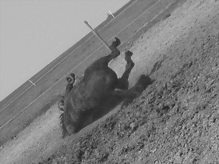 Oldenborg Møllevangs Lucky ( aflivet ) billede 20