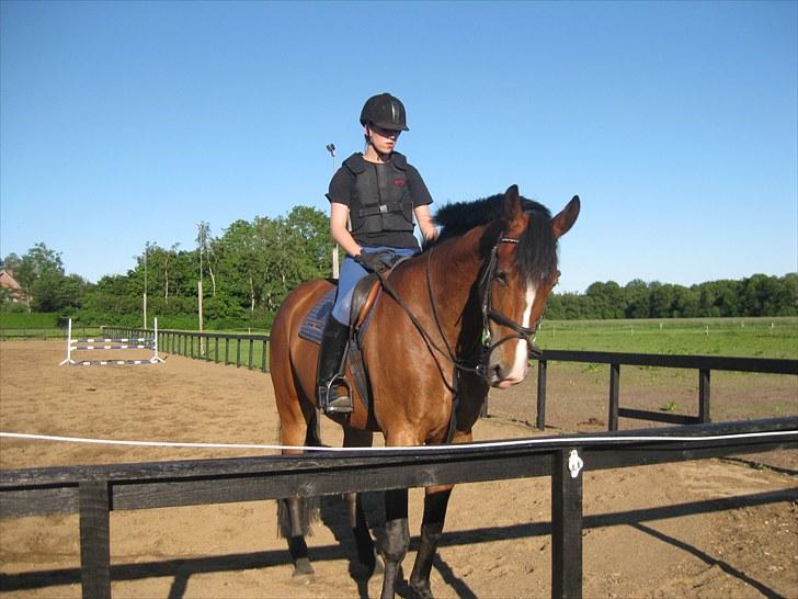 Dansk Varmblod Mew Town Himmelhest  - 2010 billede 8