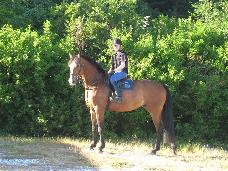 Dansk Varmblod Mew Town Himmelhest  - 2010 billede 10