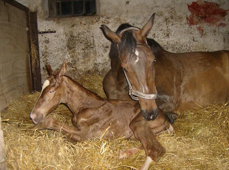 Dansk Varmblod lolitta skovgaard-solgt billede 18