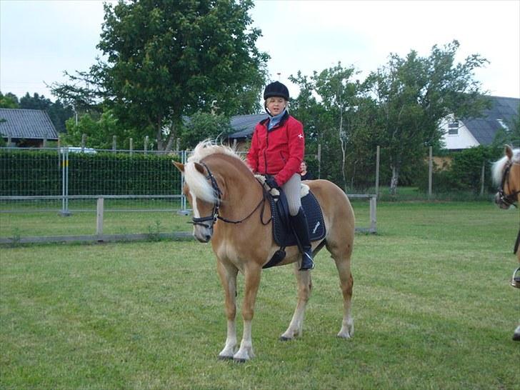 Haflinger Wantih **SOLGT** - prinsessen til dyreskue:) billede 16