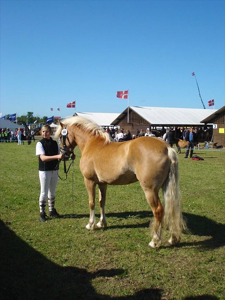 Haflinger Wantih **SOLGT** - mønstring <3 billede 17