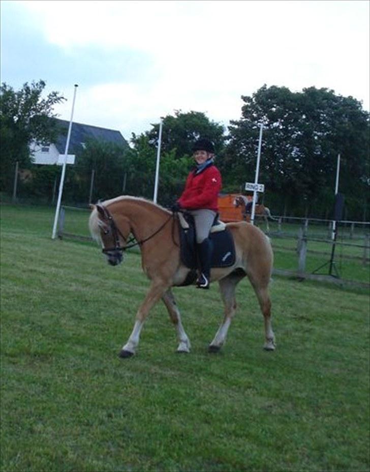 Haflinger Wantih **SOLGT** - ride tur dagen inden vi skulle ride i der store hesteshow<3 billede 18