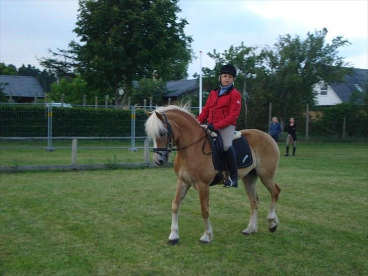Haflinger Wantih **SOLGT** - hun tog det så fint at være med til dyreskue til at hun aldrig har vært nogen steder før:)<3 billede 19