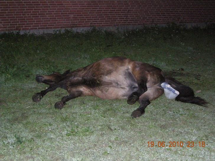 Islænder Glòa fra Krøjgård R.I.P. billede 15