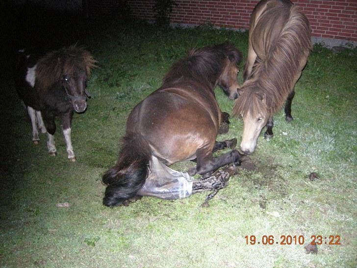 Islænder Glòa fra Krøjgård R.I.P. billede 16