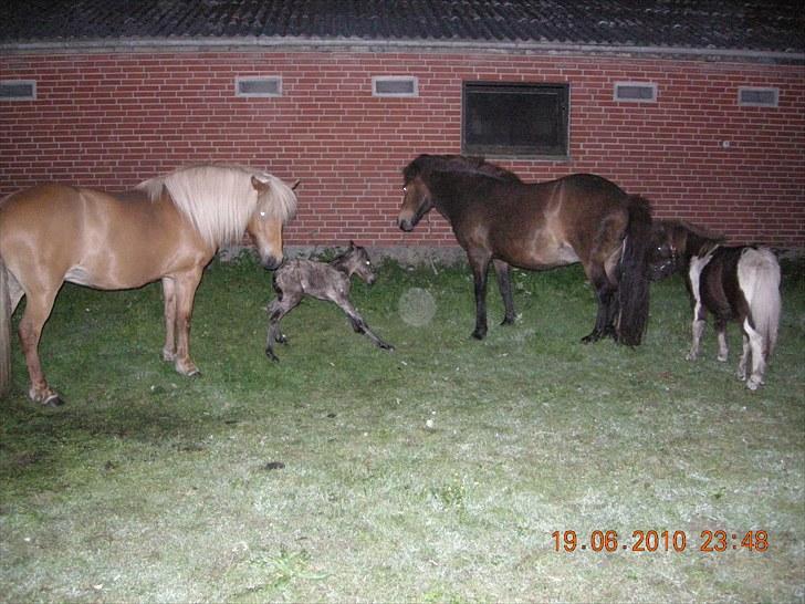 Islænder Glòa fra Krøjgård R.I.P. billede 17
