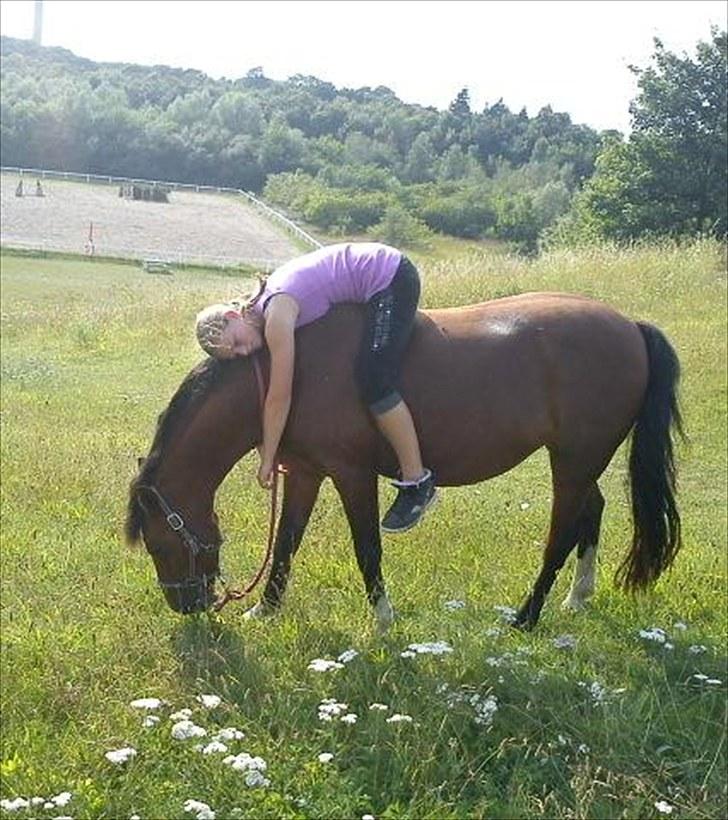 DSP Firhøjs Bjanca *mit'alt* - you´re my sunshine on a rainy day <3 billede 14