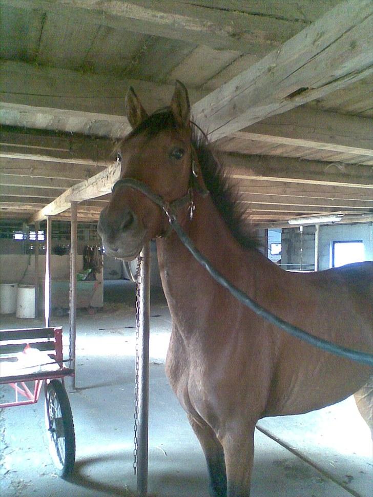 Anden særlig race Felix - Hjemme i stalden hvor Felix bor, der er nogen på ridebanen udeforan ;p billede 1