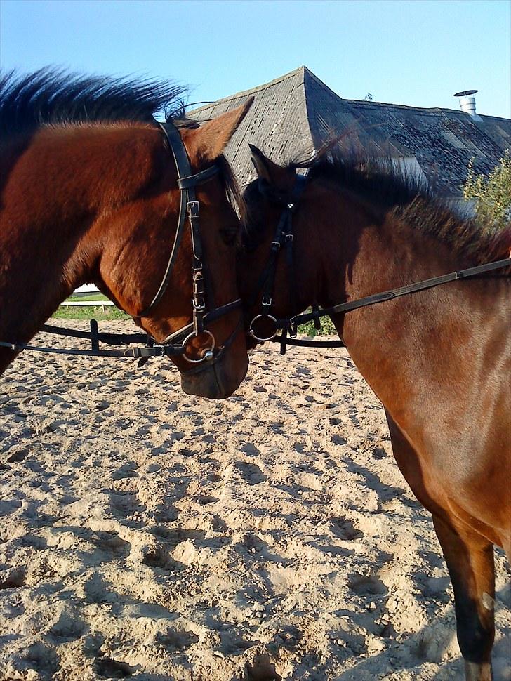 Anden særlig race Felix - Felix og anden halvbror Obilix som er en hel bror til Asterix :p billede 3