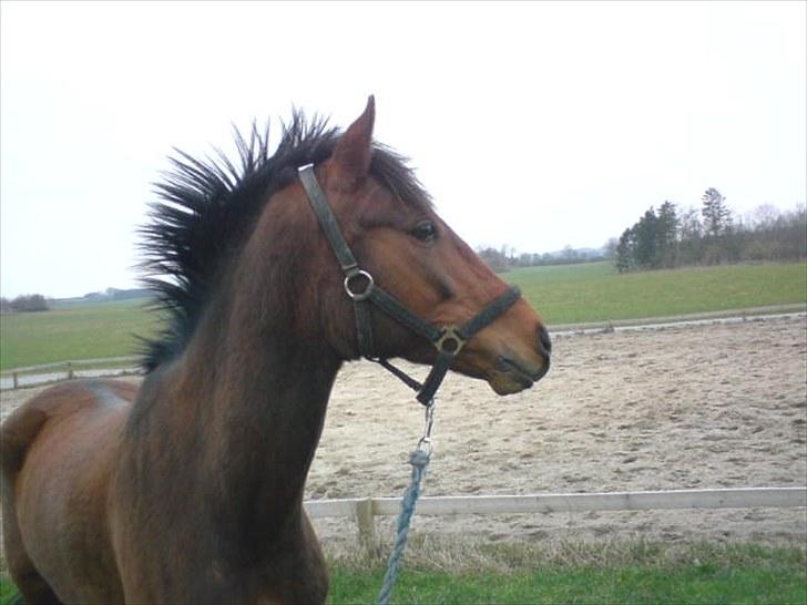 Anden særlig race Felix - Lige været ude at gå en tur med ham, banen var frossen -.-´ billede 4