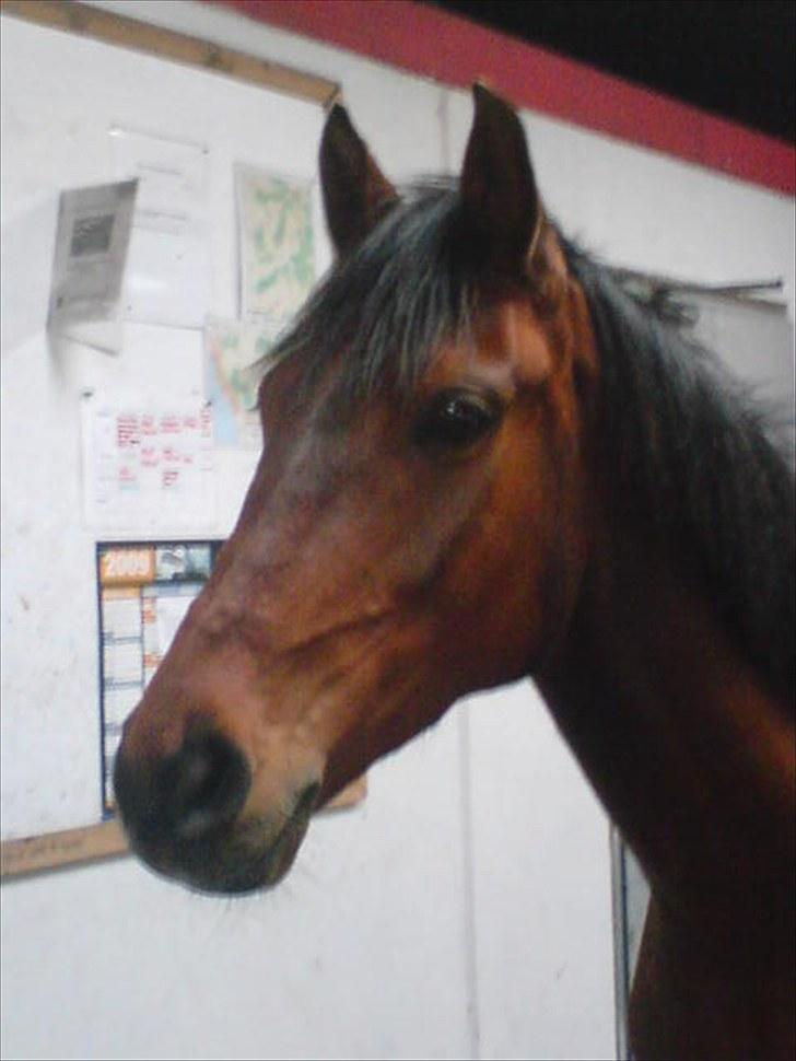 Anden særlig race Felix - Efter en spring undervisning. Lige ved at blive sadlet af.  billede 5