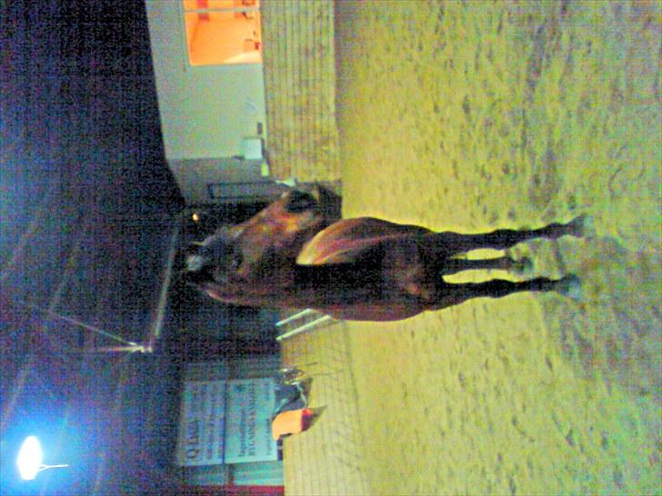 Anden særlig race Felix - Efter en spring time. venter på at blive hentet fra rideskolen.  billede 6