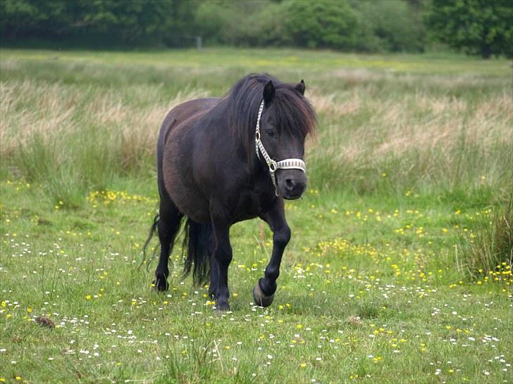 Shetlænder |Madsen| - passer. billede 20