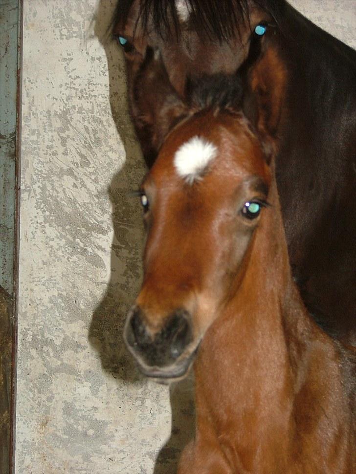 Dansk Varmblod Timberlain billede 1