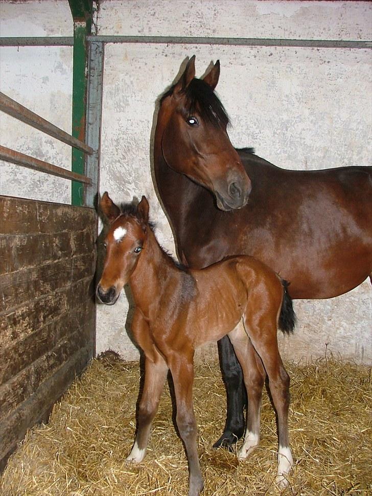 Dansk Varmblod Timberlain billede 2